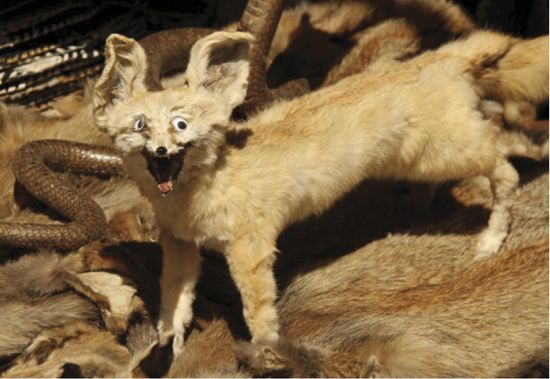 FOX WITH EYE TRANSPLANT SPOTTED IN CAIRO EGYPT KARATE-LOVING LIONESS - photo 3