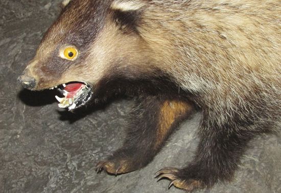 BEWILDERED BADGER SPOTTED IN POCHEON SOUTH KOREA EXTINCT BROWN BEAR - photo 9