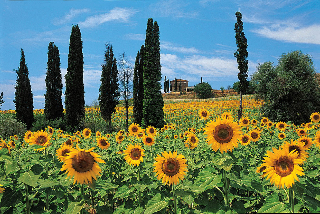 Top Attraction 4 Jerry DennisApa Publications Tuscany Cypresses sunflowers - photo 8