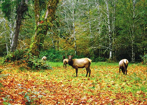 elk in Olympic National Park From rainforests to snowcapped mountains to - photo 10