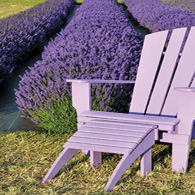 lavender in Sequim steam rising near Sol Duc Hot Springs Cape Flatt - photo 11