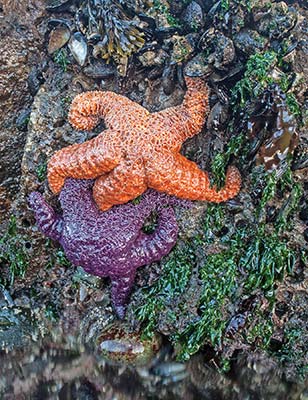 starfish in a tidal pool Hoh Rain Forest Wander one of the wettest - photo 16