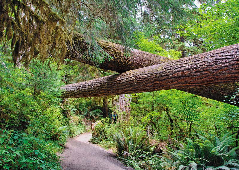 Hoh Rain Forest Wander one of the wettest places in the United Statesalso one - photo 17