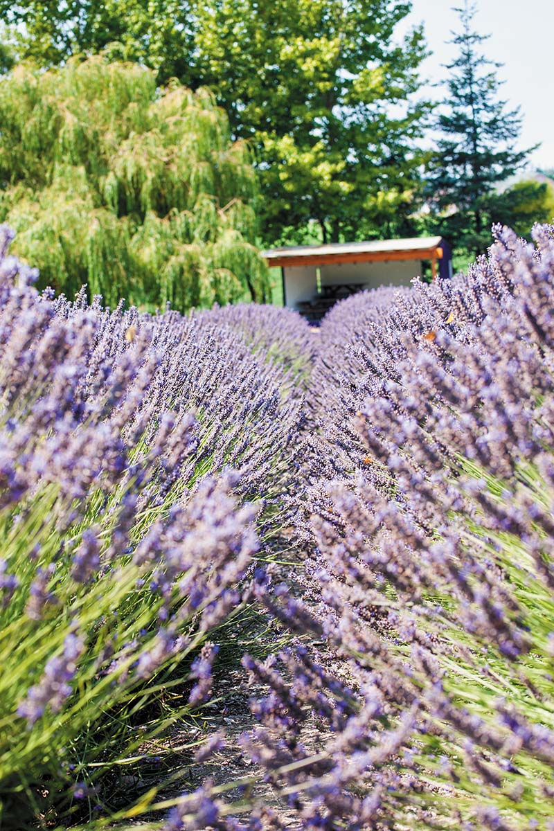 Sequim Lavender Farms Sunny skies make Sequim a perfect place to grow this - photo 20