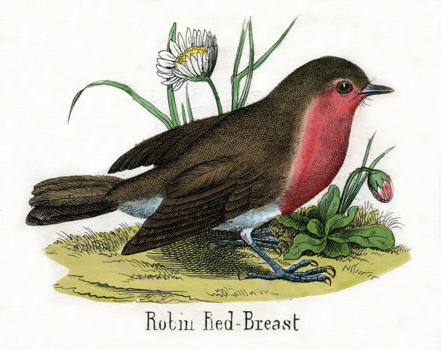 The Robin A Biography - photo 10