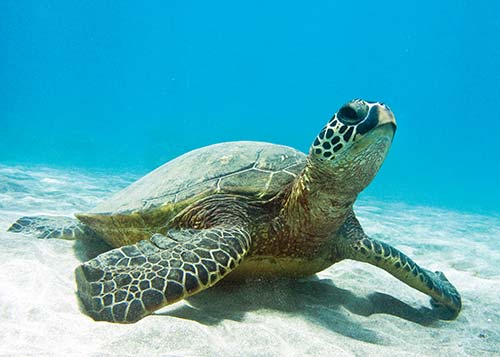 Hawaiian green sea turtle or Honu Escape the world you know in Hawaii - photo 8