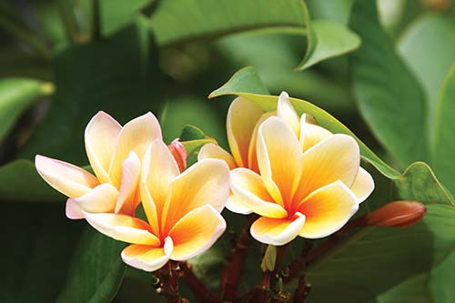 plumeria bloom snorkeler at Tunnels on Kauai - photo 9