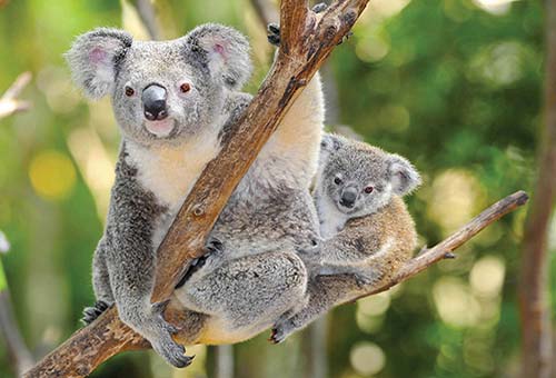 What I Love About Australia The heady mix of imposing eucalyptus trees tall - photo 13