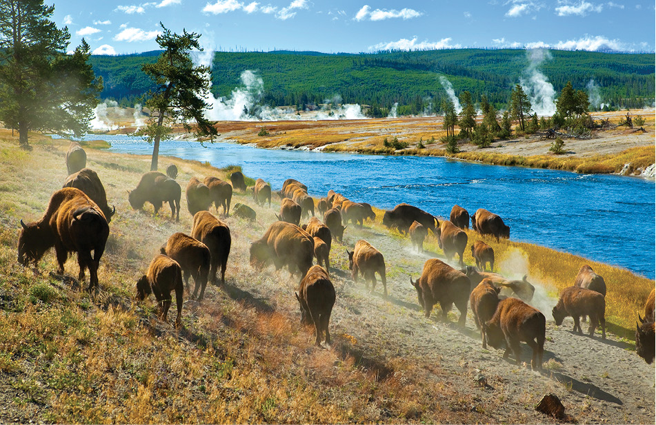 A herd of bison moves along Yellowstones Firehole River near the Midway Geyser - photo 7