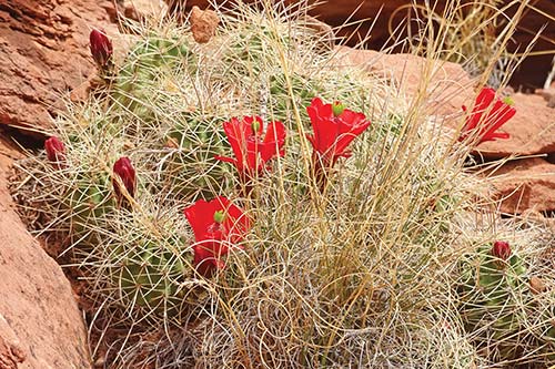 cactus flowers Capitol Reef Fiery Furnace hike In Canyonlands National - photo 13