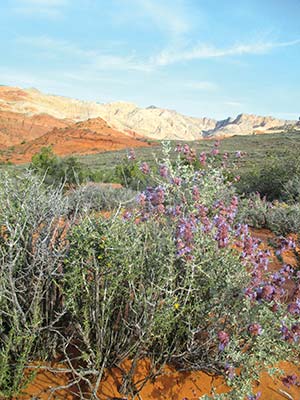 Snow Canyon State Park Where to Go Zion National Park In Zion National - photo 18