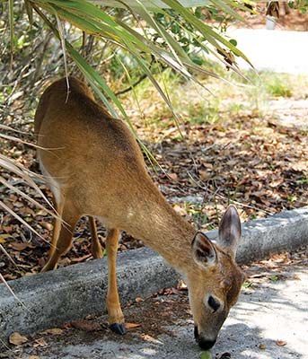 an inhabitant of the National Key Deer Refuge biking around Key West - photo 13