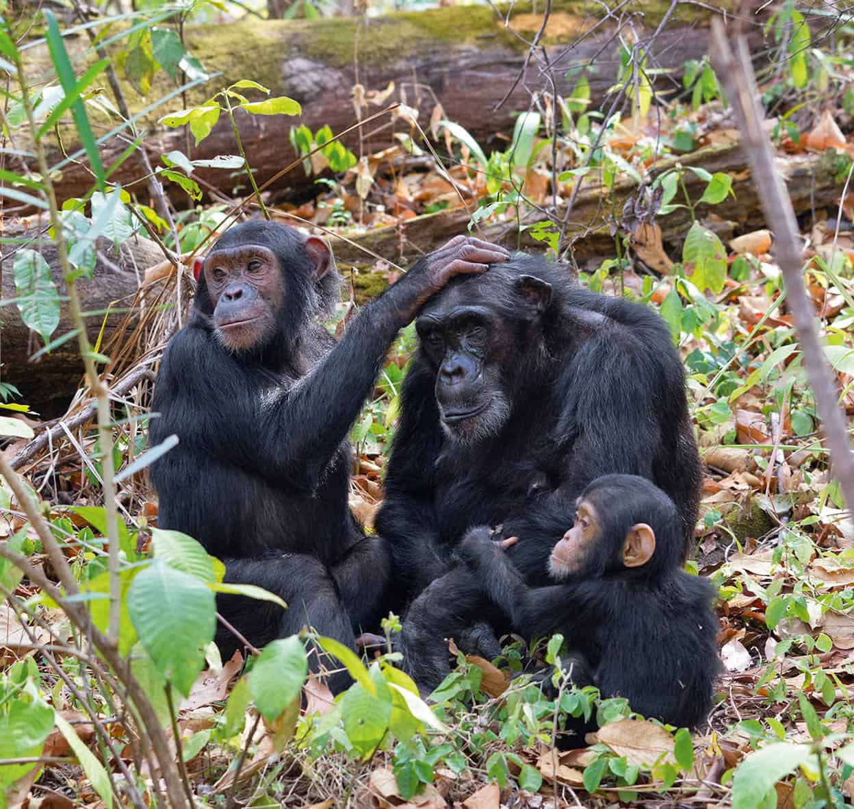 Chimp tracking MahaleGombe There is no better place in Africa to track mans - photo 8