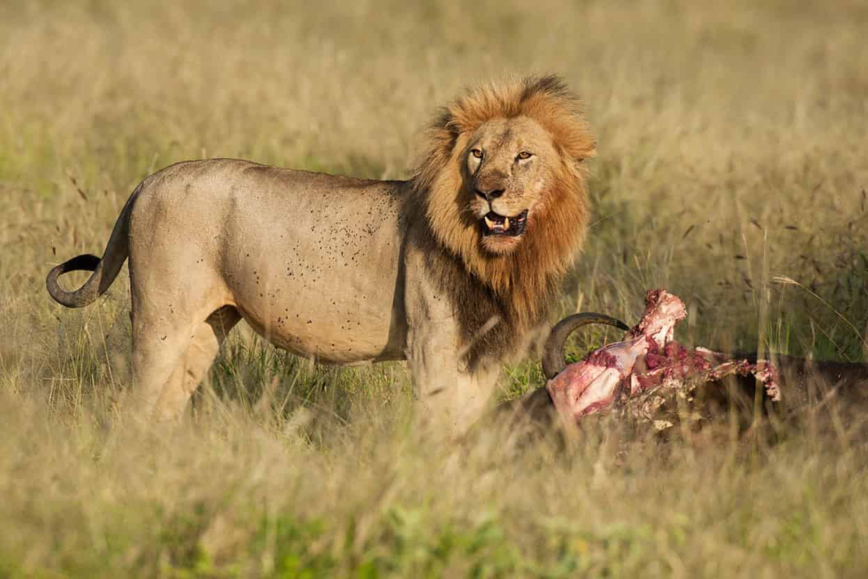 Ruaha National Park Game viewing in this remote reserve begins as soon as you - photo 13