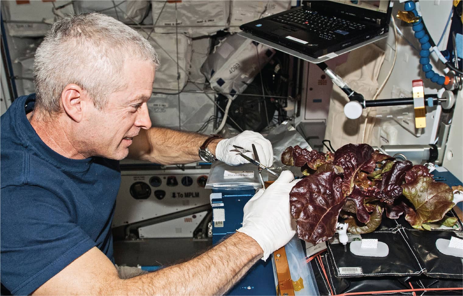 Leafy vegetables can be grown hydroponically in outer space Photo courtesy of - photo 5