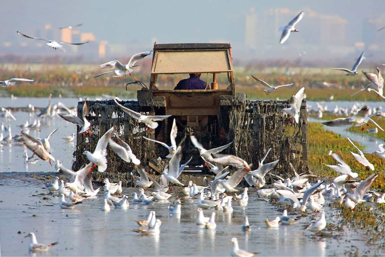 Top Attraction 8 123RF La Albufera One of Spains most important bird habitats - photo 11