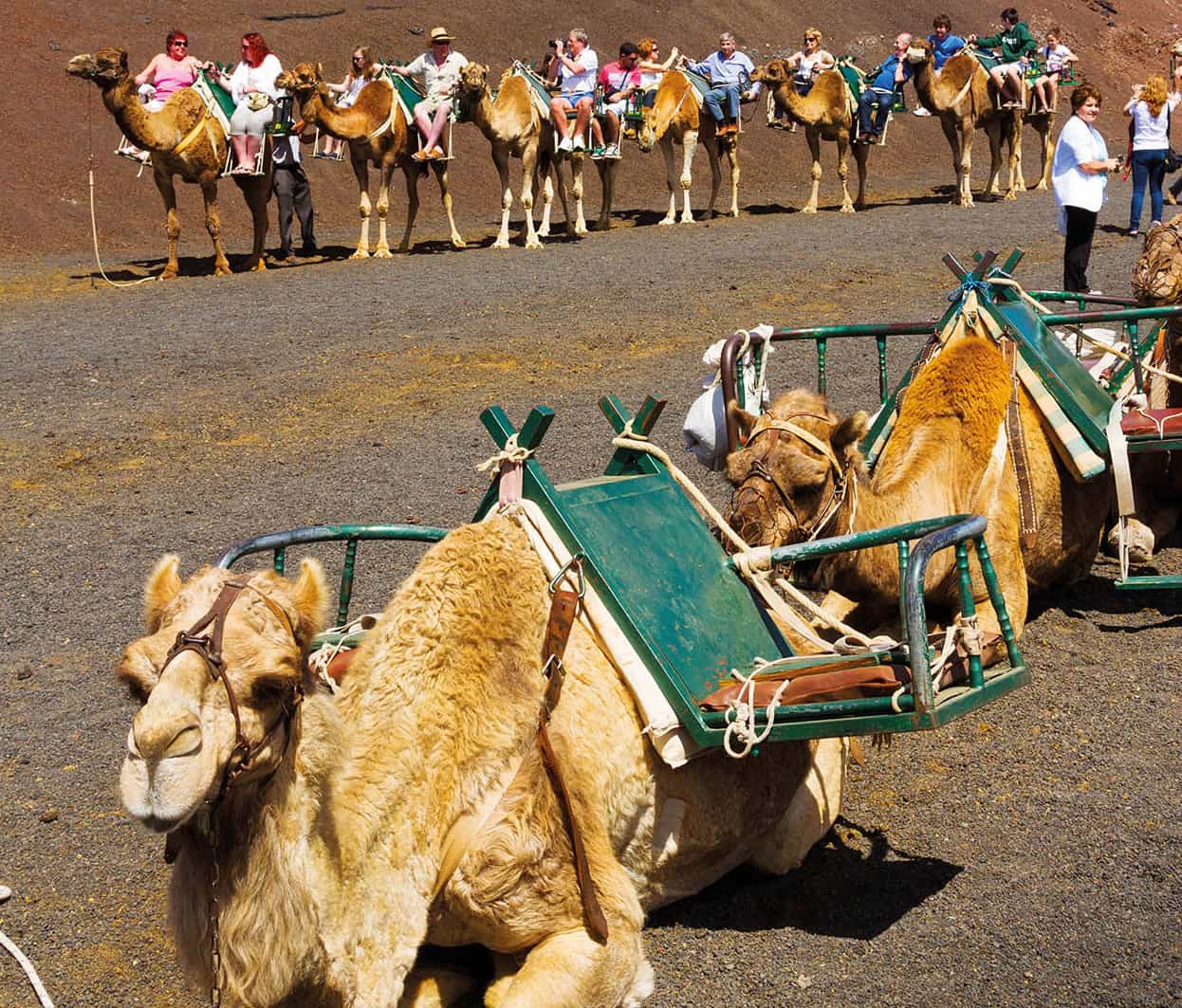 Top Attraction 3 Alamy Montaas de Fuego Take a camel ride through Lanzarotes - photo 6