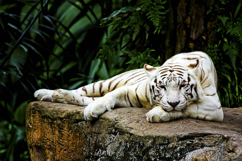 LAU YAN WAIGETTY IMAGES Singapore Top Sights Southern Ridges - photo 10