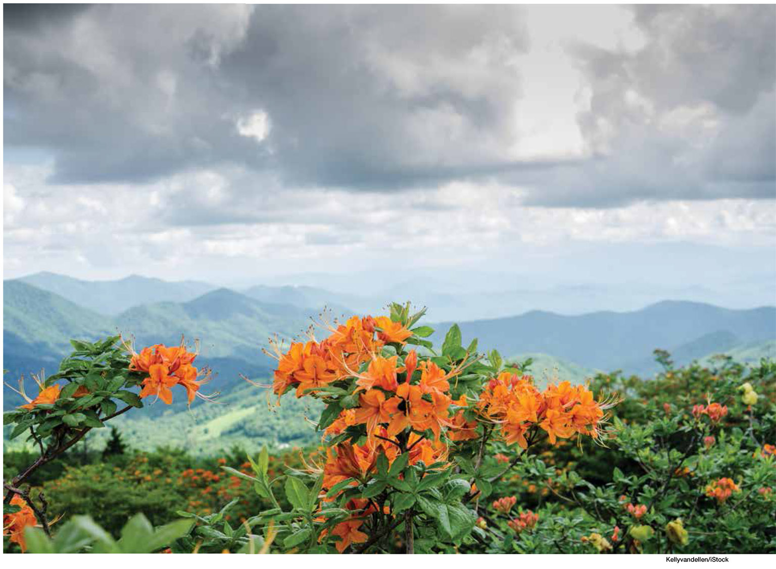 The Great Smoky Mountains wildflower displays are renowned worldwide Each - photo 13