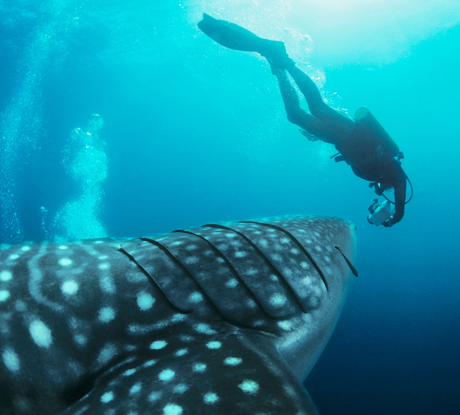 WHALE SHARK NINGALOO MARINE PARK Highlights Eclectic energetic and full of - photo 8