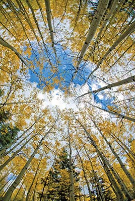 aspens in autumn painting during the Celebration of Art festival Angels - photo 9