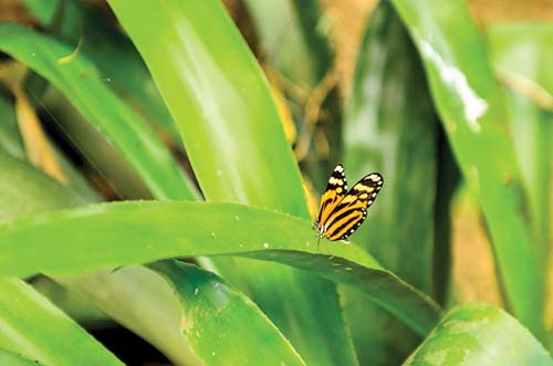 butterfly in the Cayo District waterfall in Cayo Dangrigas rustic - photo 12