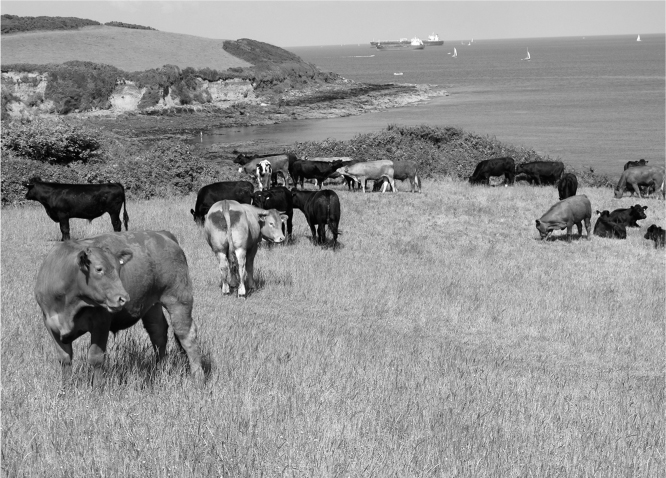 Beef cattle on summer pasture in Cornwall When the tone isnt angry it tends - photo 2