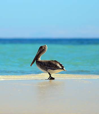 pelican at Ranguana Caye snorkeling at Caye Caulker Marine Reserve a boat - photo 9