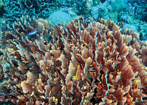 waters teeming with coral formations diver hovering at South Water Caye - photo 12