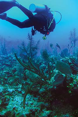 diver hovering at South Water Caye Billy Barquedier National Park - photo 13