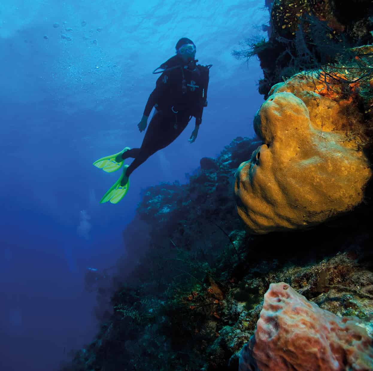 Top Attraction 3 Alamy Cozumel Some of the best diving in the world is found - photo 6