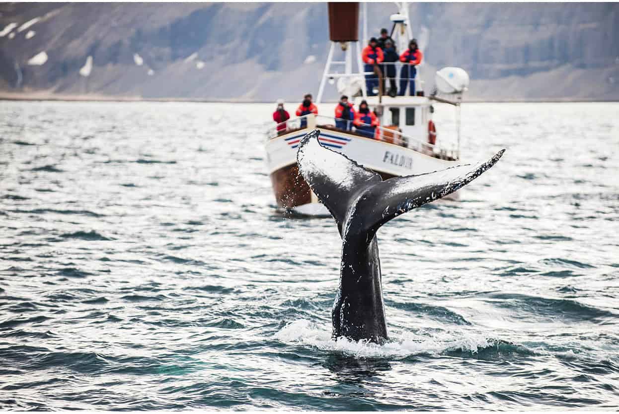 Top Attraction 10 Shutterstock Whale-watching Spot one of these majestic - photo 13