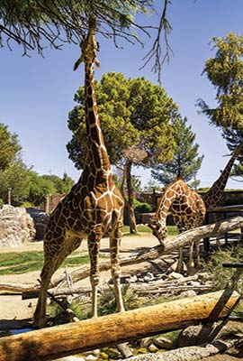 Reid Park Zoo view of Tucson Over the past two centuries Tucson has - photo 5