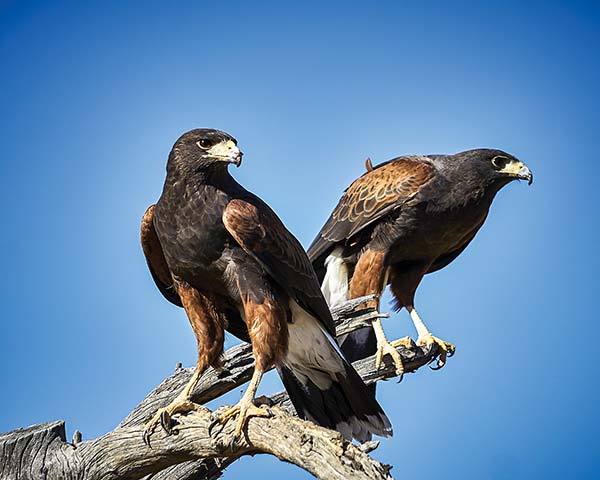 hawks at the Arizona-Sonora Desert Museum Head back over the Tucson Mountains - photo 8