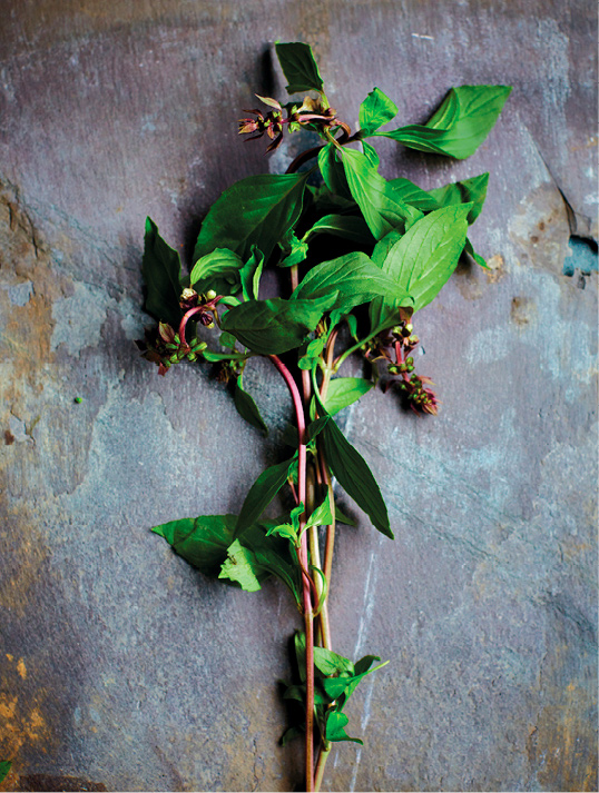 Basil Thai Sweet BAI HORA-PHA With purple stems and dark purple flowers - photo 5