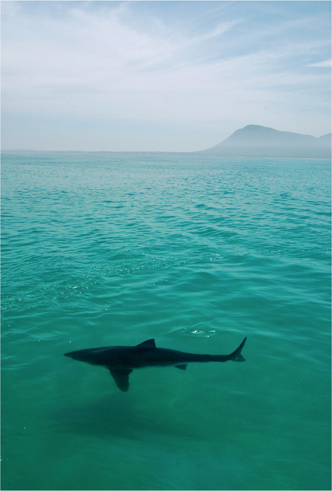 The waters around Dyer Island are home to the worlds largest population of - photo 5