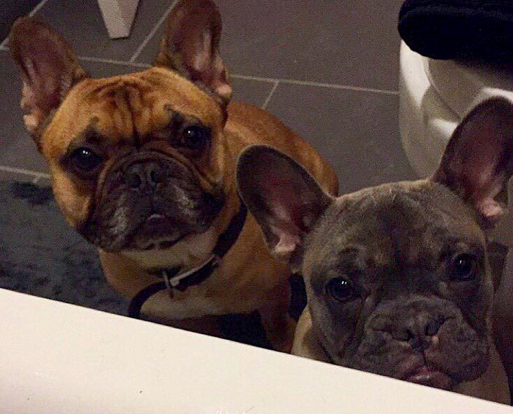 Frenchies can be a bit clingy I never got a moments peace with these two - photo 15