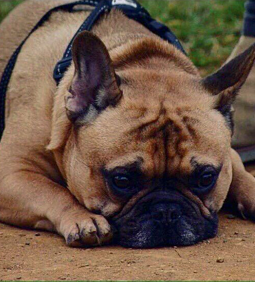 Ern was my world A beautiful red-fawn French Bulldog he was a proper geezer - photo 5