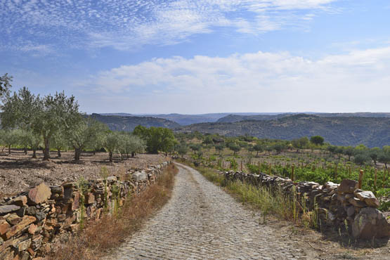 The Azeite Olive oil route follows cobbled paths next to olive groves Walk 15 - photo 9