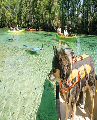 paddling on the Crystal River Where to Go Tampa Tampa is a huge port - photo 14