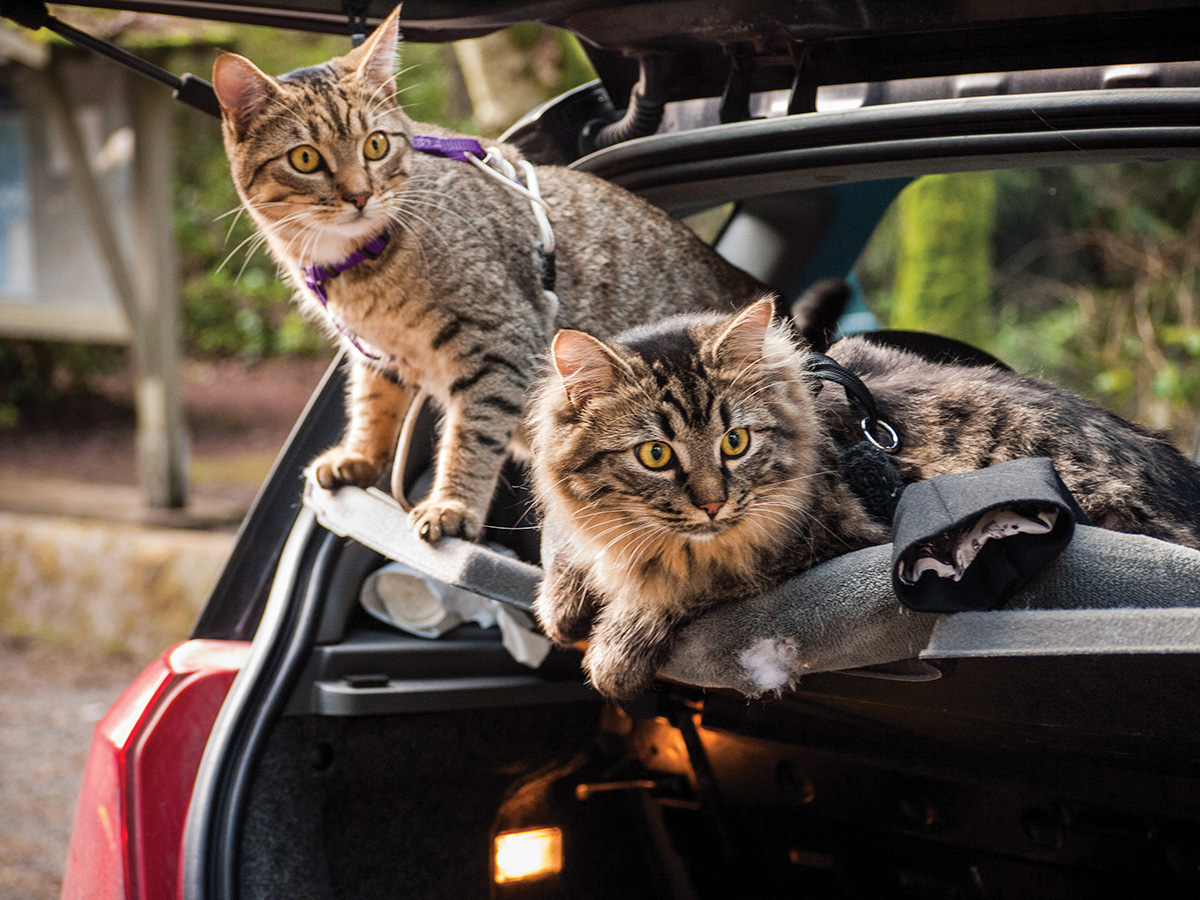 Bolt and Keel The Wild Adventures of Two Rescued Cats - image 8