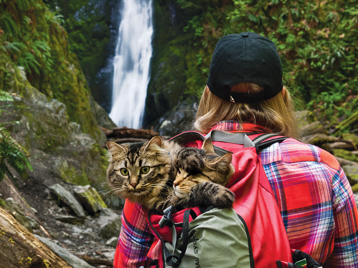 Bolt and Keel The Wild Adventures of Two Rescued Cats - image 9