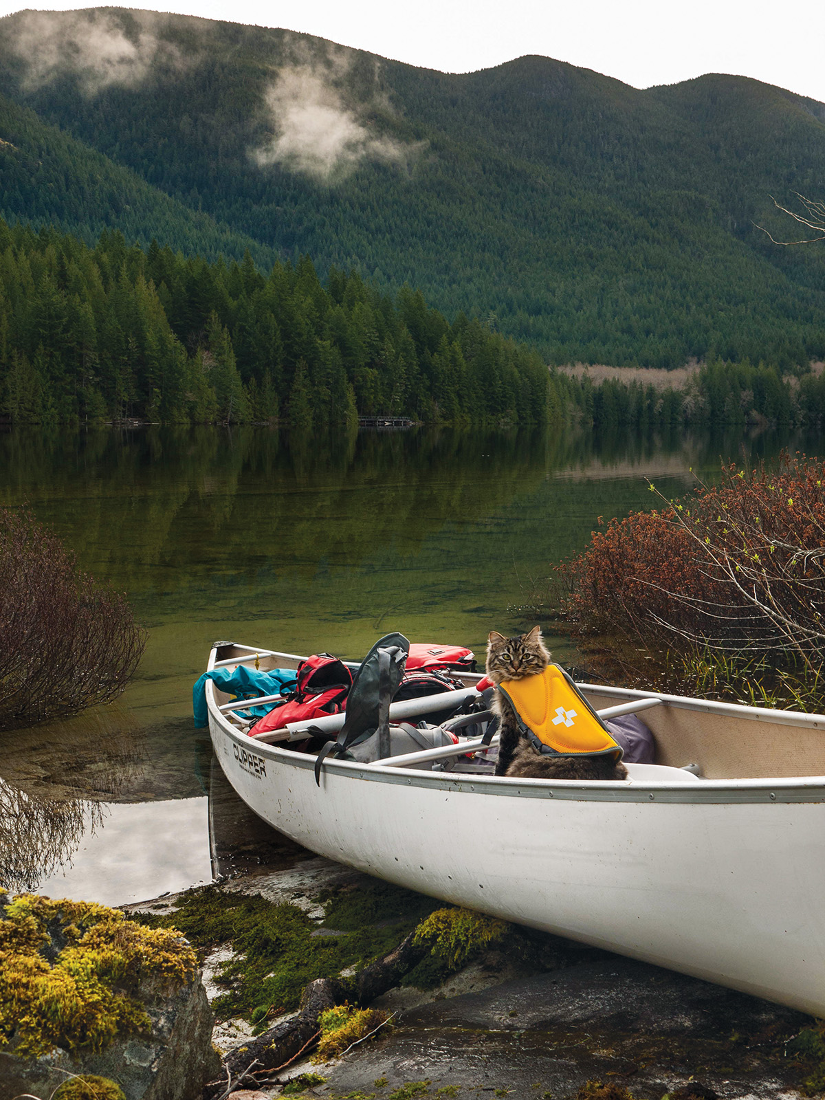 INLAND LAKE BC There is always time for a quick catnap MOUNT WASHINGTON - photo 27