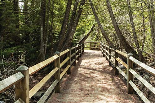 path to Upper Tahquamenon Falls outdoor mural in Detroit by Ouizi Where to - photo 9