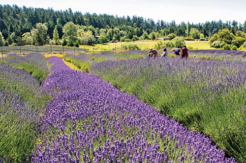 Pelindaba Lavender Farm on San Juan Island Nestled between the Washington - photo 8