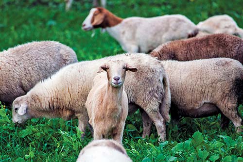 sheep and goats on Lopez Island Doe Bay Caf on Orcas Island sunset at - photo 9