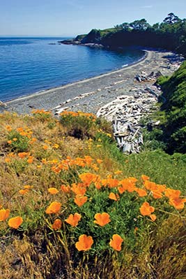 poppies at Cattle Point on San Juan Island Where to Go Gateways to the - photo 14