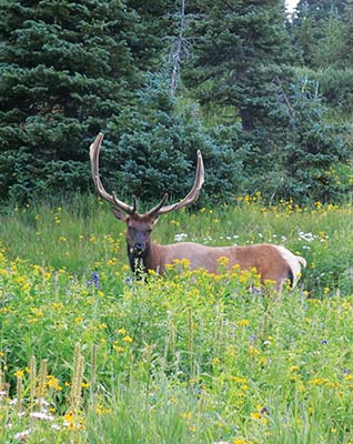 an elk Rocky Mountain columbine Lake of Glass Rocky Mountain Na - photo 6