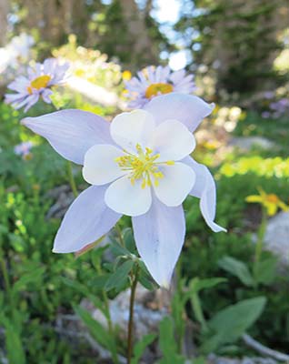 Rocky Mountain columbine Lake of Glass Rocky Mountain National Park is a - photo 7