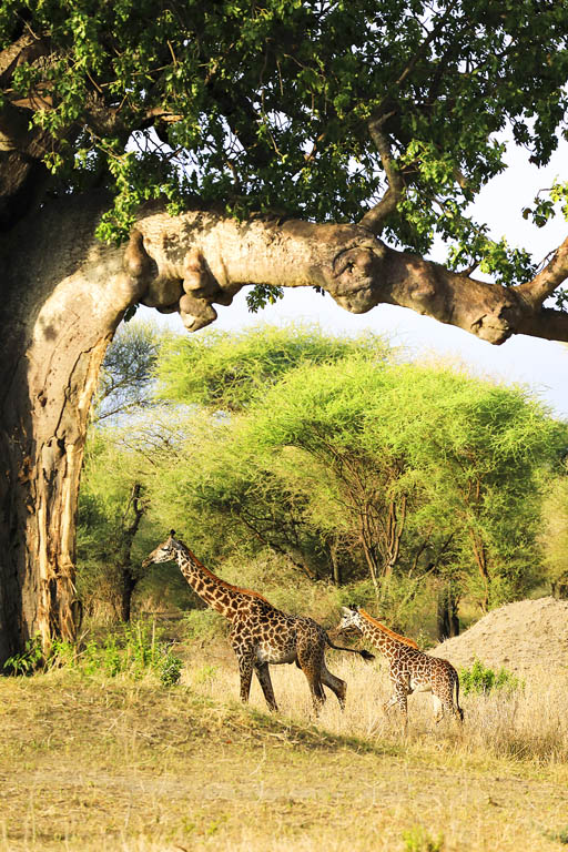 Giraffes under a baobab tree ACESHOT1 SHUTTERSTOCK Captivating - photo 8